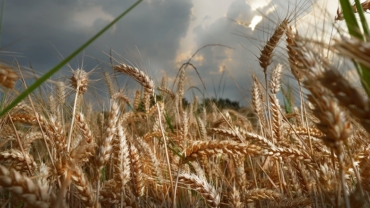 campo di grano mulino Ballesio Torino