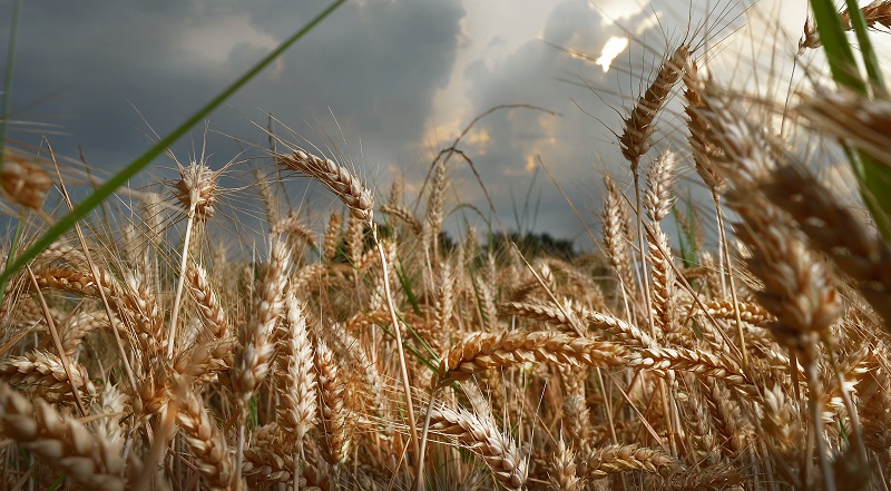 campo di grano mulino Ballesio Torino